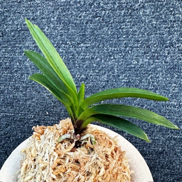 �ٵ��������μ������ң���Ω��