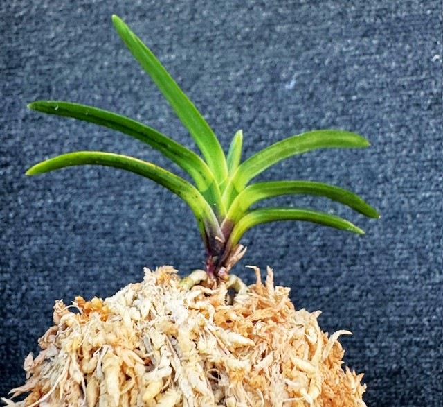 �ٵ��������μ������ң���Ω��