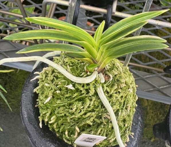 �ٵ��������μ������ң���Ω��