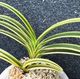 �ٵ�����ŷͥ�����ܻ��դ�
