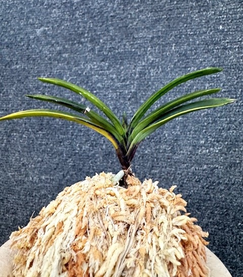 �ٵ����������ʡ�����Ω��