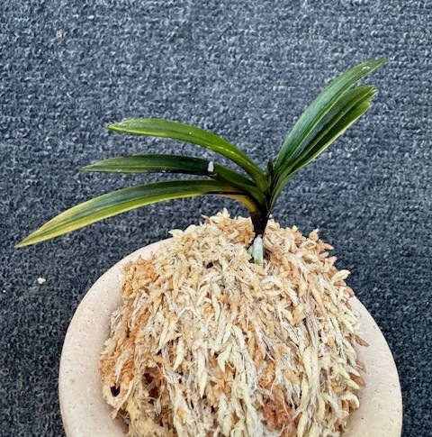 �ٵ����������ʡ�����Ω��