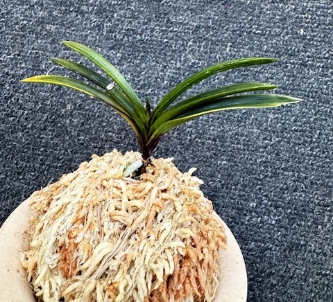 �ٵ����������ʡ�����Ω��