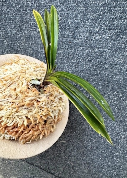 �ٵ����������ʡ�����Ω��