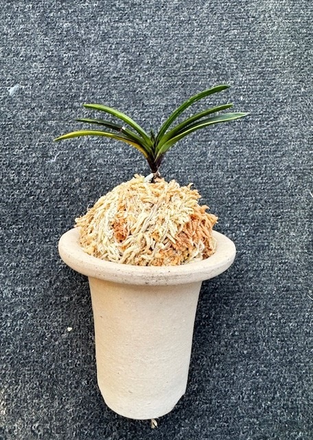 �ٵ����������ʡ�����Ω��