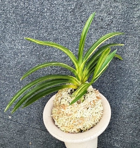 �ٵ�����ŷ��η���ܻ��դ�