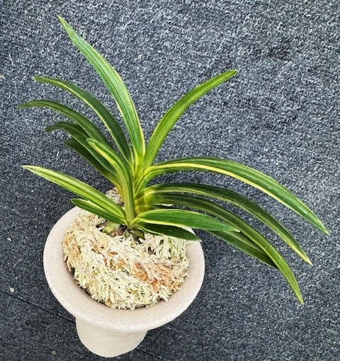 �ٵ�����ŷ��η���ܻ��դ�