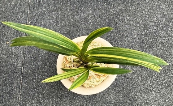 �ٵ�����ŷ��η���ܻ��դ�