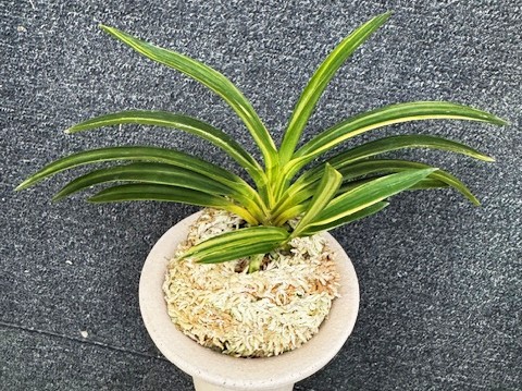 �ٵ�����ŷ��η���ܻ��դ�