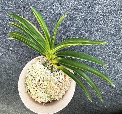 �ٵ�����ŷ��η���ܻ��դ�