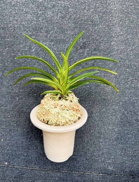 �ٵ�����ŷ��η���ܻ��դ�