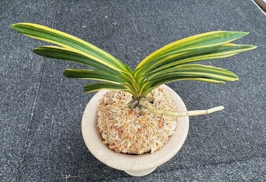 �ٵ��������ŷζ������Ω��