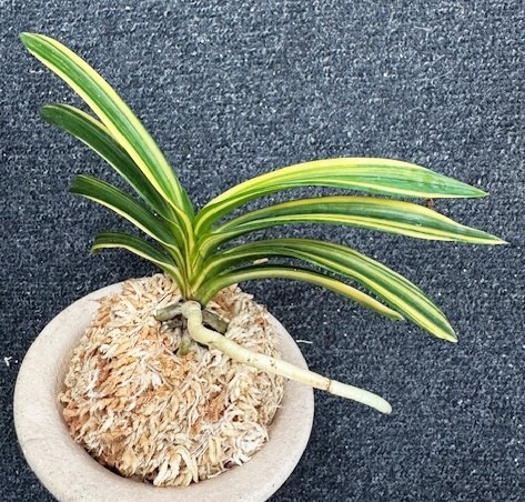 �ٵ��������ŷζ������Ω��