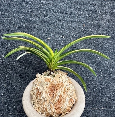 �ٵ��������ŷζ������Ω��