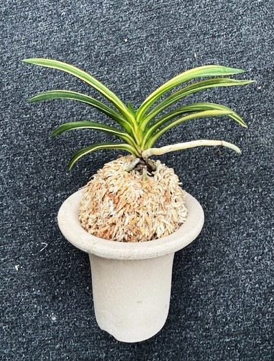 �ٵ��������ŷζ������Ω��