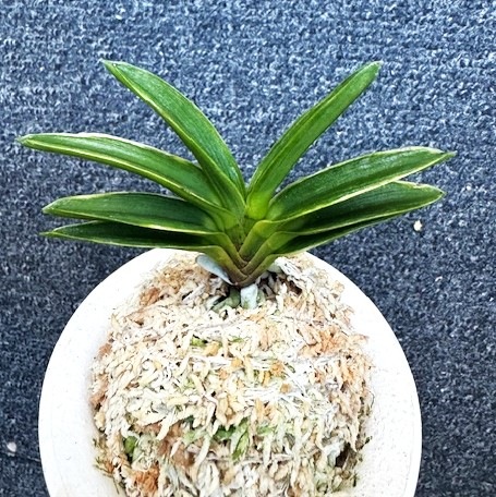 ���ٵ��������顡����Ω��