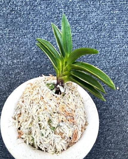 ���ٵ��������顡����Ω��