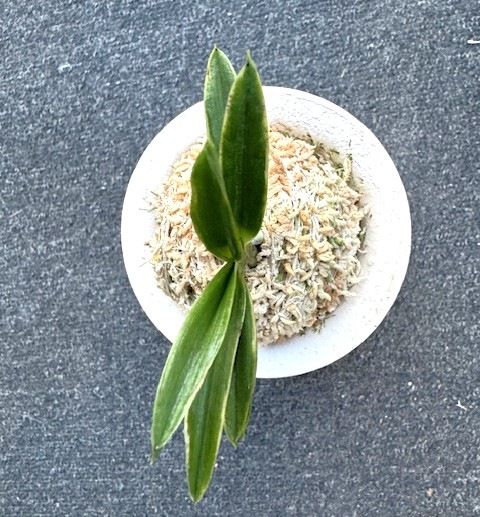 ���ٵ��������顡����Ω��