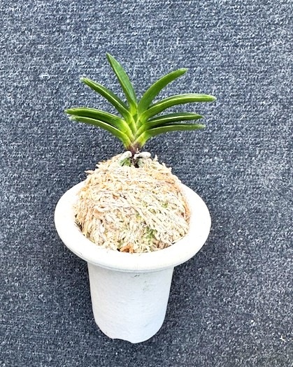 ���ٵ��������顡����Ω��