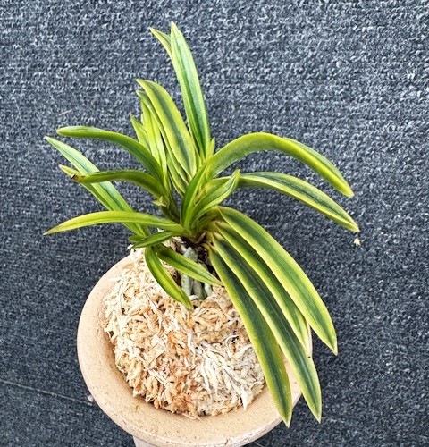 �ٵ�����ּ�������ܻ��դ�