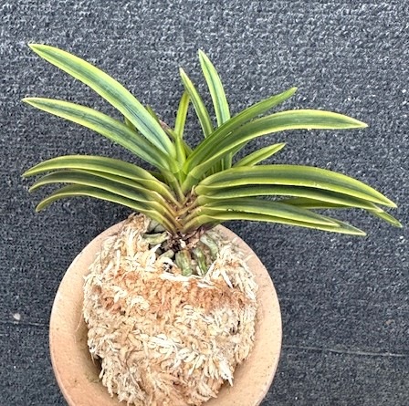 �ٵ�����ּ�������ܻ��դ�