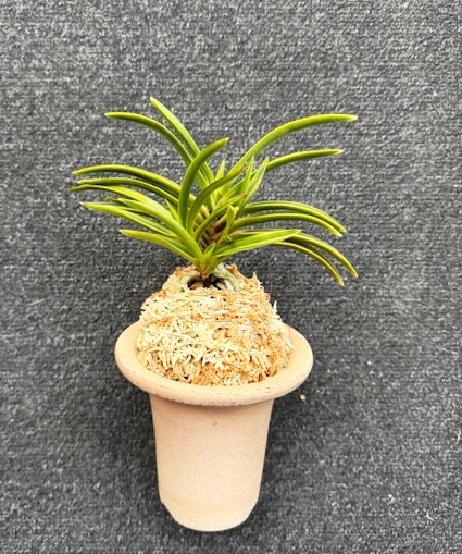 �ٵ�����ּ�������ܻ��դ�