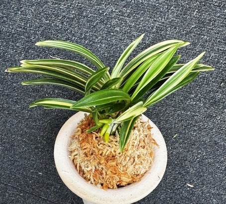 富貴蘭 天明 5本子付き | 春蘭・富貴蘭WEB通販 三香園