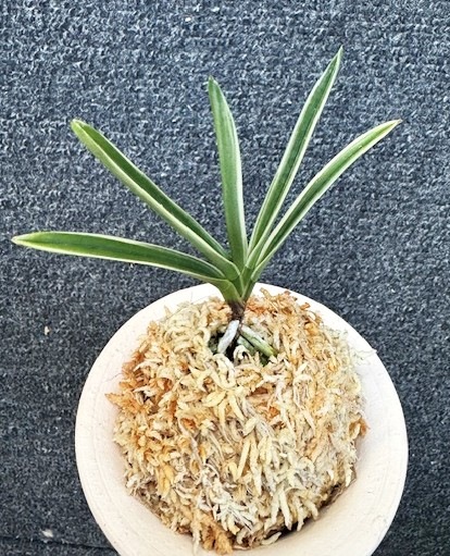 �ٵ�����������ʤ�ء�����Ω��