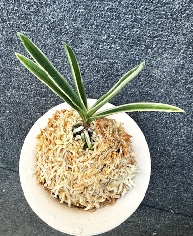 �ٵ�����������ʤ�ء�����Ω��