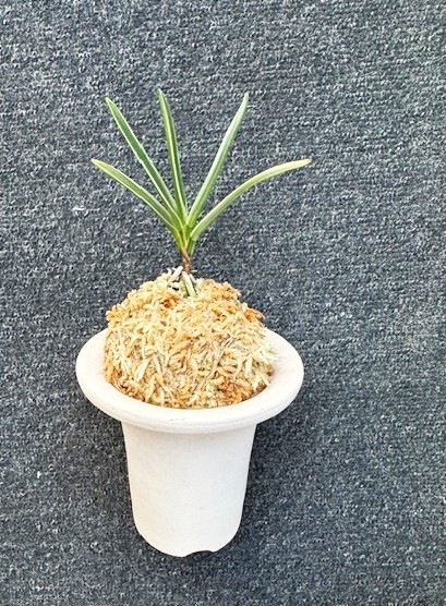 �ٵ�����������ʤ�ء�����Ω��