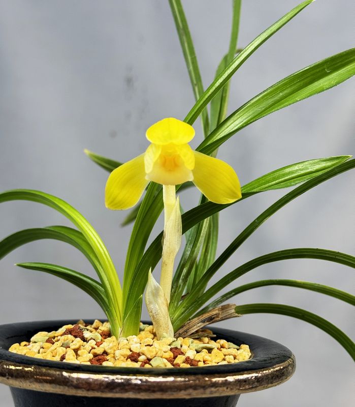 韓国春蘭 望月 上木2本立ち | 春蘭・富貴蘭WEB通販 三香園