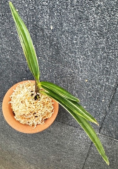 �����ٵ�������ζ��������Ω��