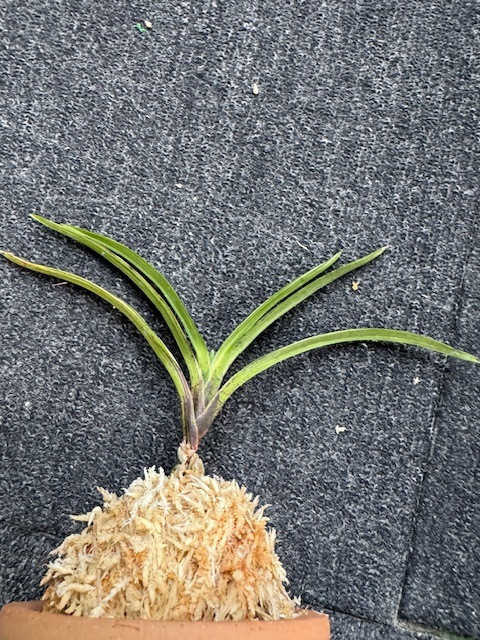 �����ٵ�������ζ��������Ω��