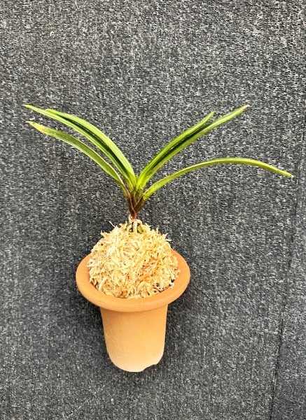 �����ٵ�������ζ��������Ω��