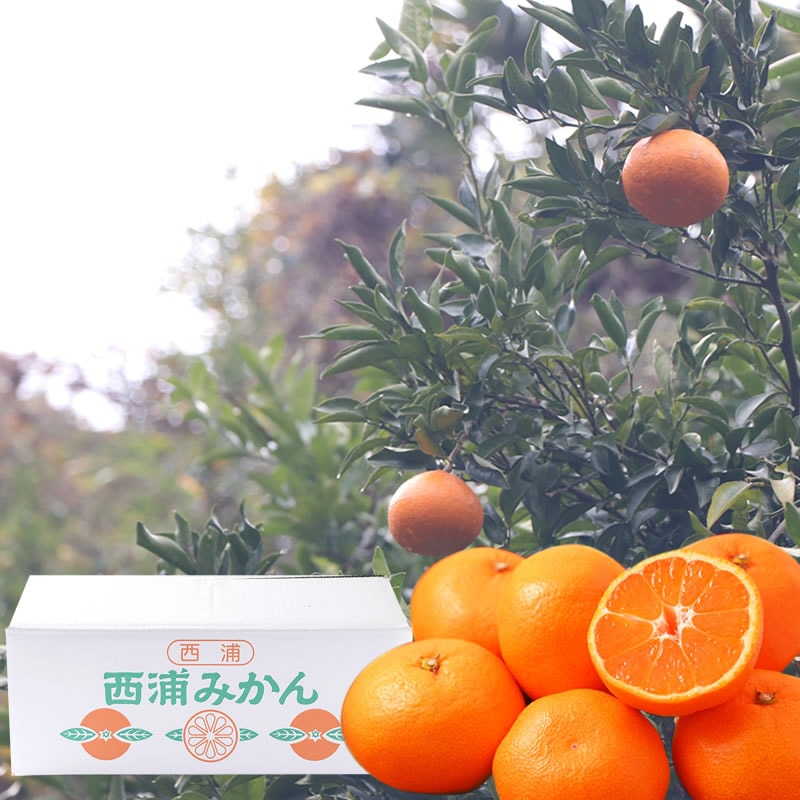 春 果物 プレゼント ギフト◎静岡 西浦 ブランド 温州 寿太郎 みかん 5kg 【大浜園 相磯和余】