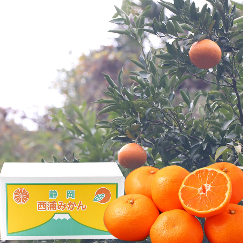 春 果物 プレゼント ギフト◎伊豆 西浦 ブランド 温州 寿太郎みかん 10kg 【大浜園 相磯和余】