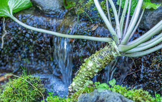 満点☆青空レストランで話題！ 伊豆名産 ＼ 最高級品種 ／ 幻  真妻 本 ワサビ 60g わさび漬け2種 山葵味噌 4点セット 【塩谷美博】