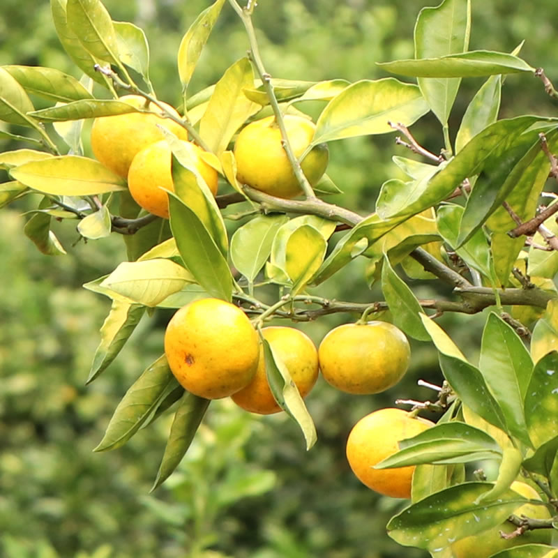 果樹園直送！極早生 早生 中生 おまかせ  西浦 温州 みかん 5kg 【海瀬みかん園】
