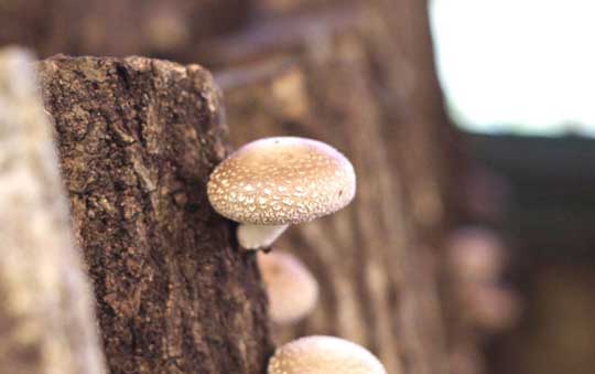 5月再開予定 ◎旨味が濃縮!徳用しいたけ◎原木干し椎茸150g【森野善長】