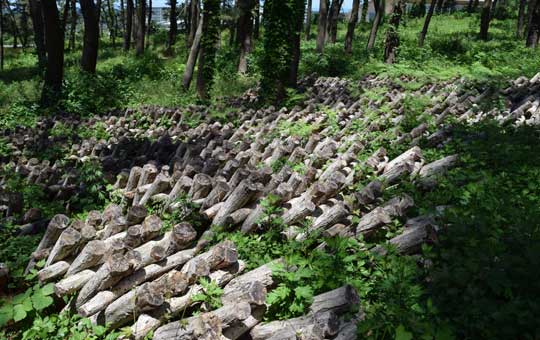 5月再開予定 ◎旨味が濃縮!徳用しいたけ◎原木干し椎茸150g【森野善長】