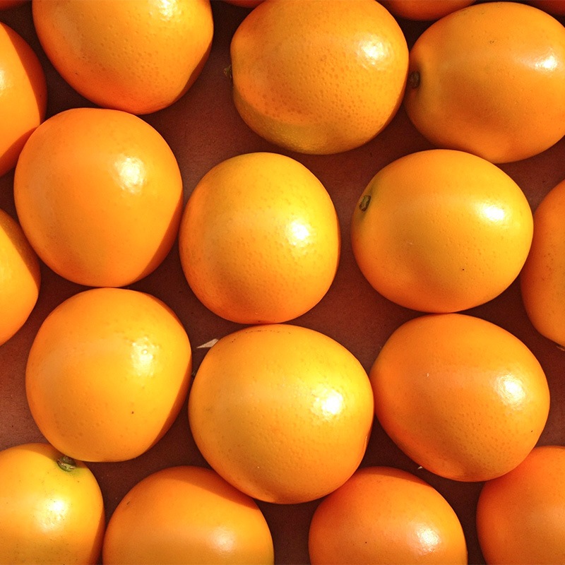 鈴木農園 l 【公式】 うまちょく便 | 静岡・山梨名物・特産品を通販で