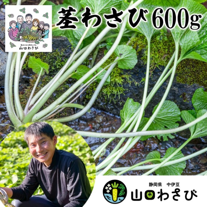 農家直送 伊豆 天城  わさび茎600g 【山口晃宏】