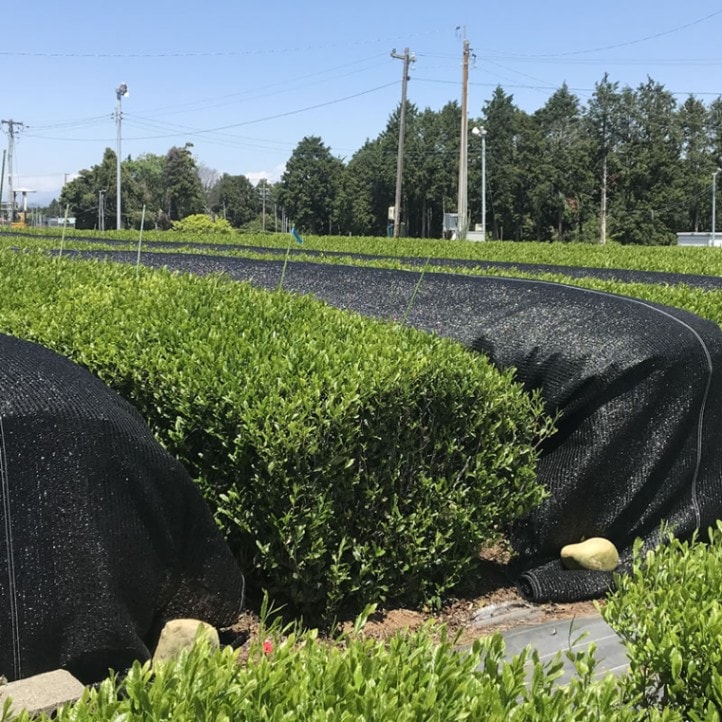 ギフトお勧め◎高級ボトリングティー 牧之原の深蒸しかぶせ茶 雫茶 720ml 桐箱入【高柳製茶】【のし・ギフト可】