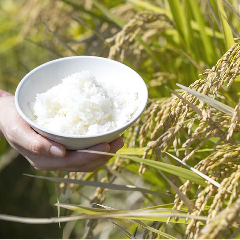 10月上旬新米出荷予定〇函南ブランド ◎ 2kg ずつの小分けが嬉しい ひのひかり 8kg(2kg×4) 農家直送 【芹澤ライスセンター】