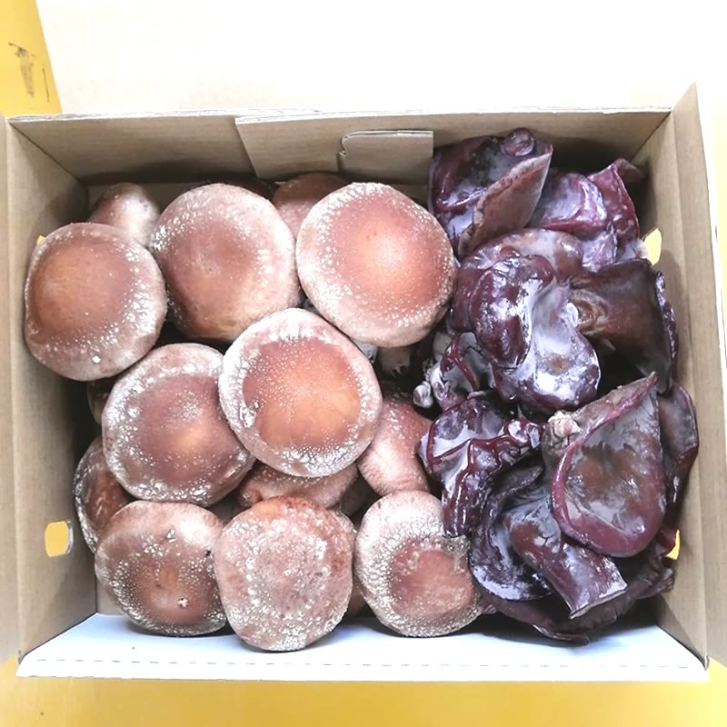 静岡県 伊豆特産 ◎ 生産者歴42年！ ◎ 肉厚！生しいたけ600gと 希少な国産 生きくらげ350g セット 【星谷きのこ園】  【短冊のし対応】