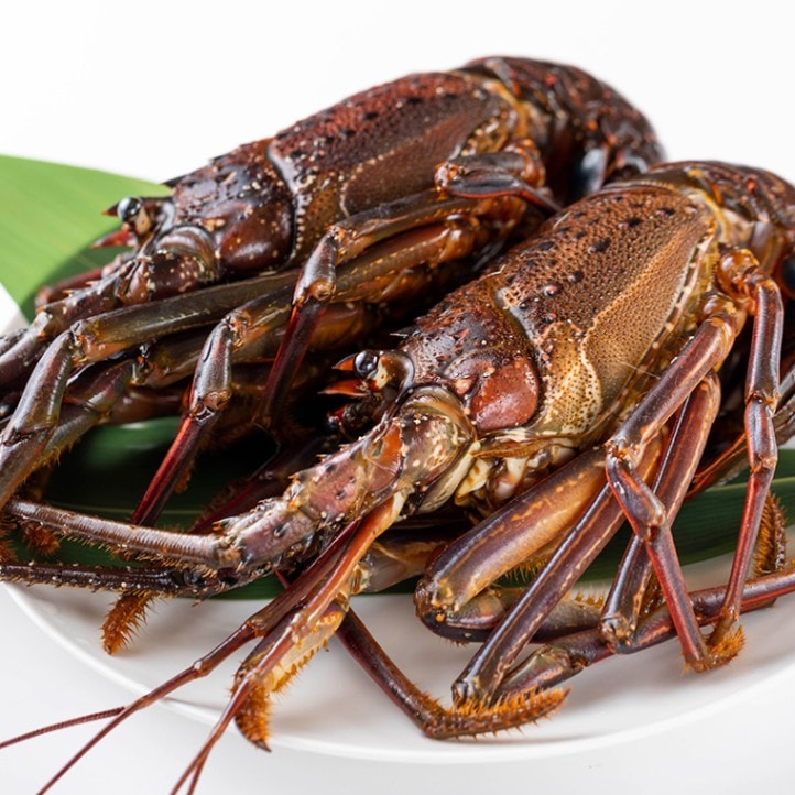 伊豆漁業協同組合 南伊豆支所 直売所 l 【公式】 うまちょく便 | 静岡  