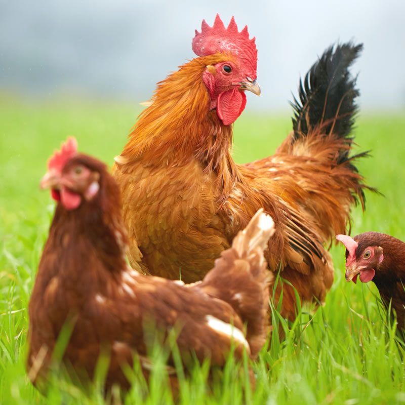 プチギフト ブランド生たまご つまめるほど濃厚♪TAMAGOYA 日の出たまご 生卵15個入 【9800円以上送料無料対象＜冷蔵便＞ 】【伊豆・村の駅】