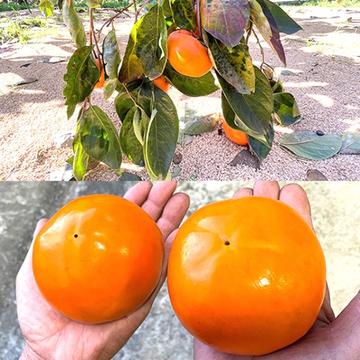 柿職人の 大きな 完全甘柿 ♪富有柿枝変わり いさはや (8～10個)  【水口農園】