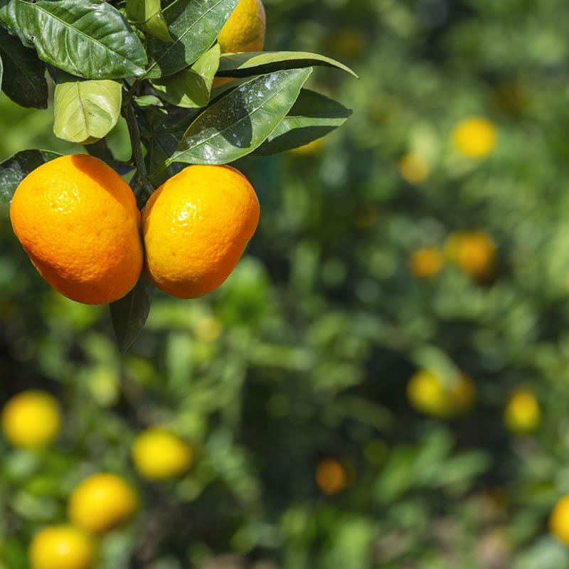 春 果物 プレゼント ギフト◎ 濃厚な甘みが特徴 寿太郎みかん 3kg  温州みかん 西浦【大川みかん園】