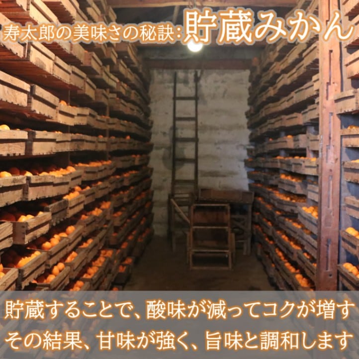 春 果物 プレゼント ギフト◎ 濃厚な甘みが特徴 寿太郎みかん 3kg  温州みかん 西浦【大川みかん園】